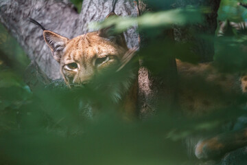 Eurasian lynx © svobodacontributor