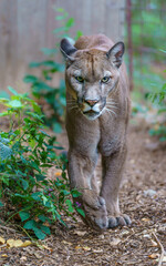 Cougar © svobodacontributor