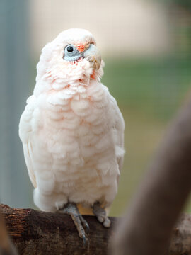 Little Corella