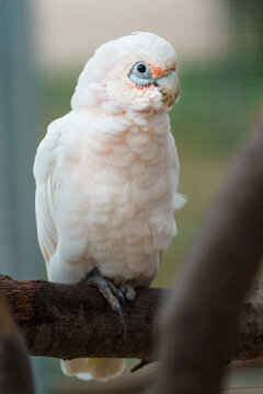 Little Corella