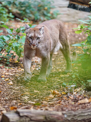 Cougar © svobodacontributor