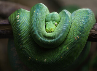 Obraz premium Green tree python
