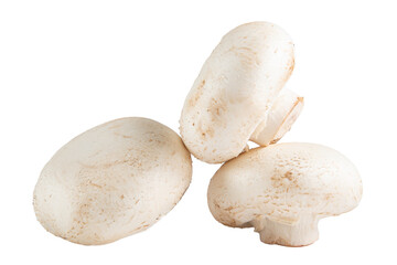 mushrooms isolated on white background © Vasile