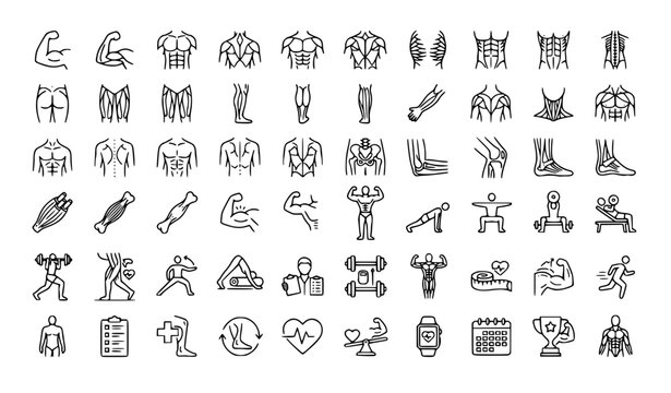 Premium Human Muscle Anatomy Outline Icons Collection Editable Stroke Vector