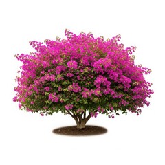 Naklejka premium Flowering bush with pink blooms in full bloom isolated on white background