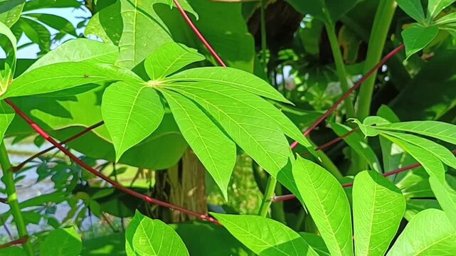 A bee moves across green cassava leaves surrounded by foliage