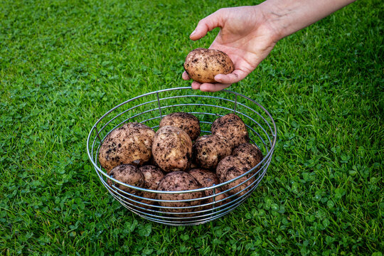 Hand Places Fresh New Potato into Garden Harvest Basket