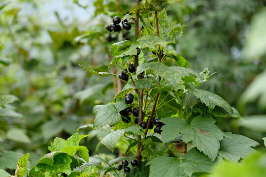 Blackcurrant bush with spotted, diseased leaves and ripe berries in a garden. Plant disease, crop stress, and fruit growing.