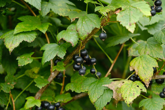 Blackcurrant bush with spotted, diseased leaves and ripe berries in a garden. Plant disease, crop stress, and fruit growing.
