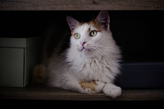 Cute Longhair cat is hiding in the closet. Horizontal image. 