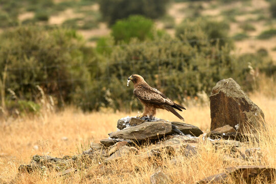 aguila calzada
