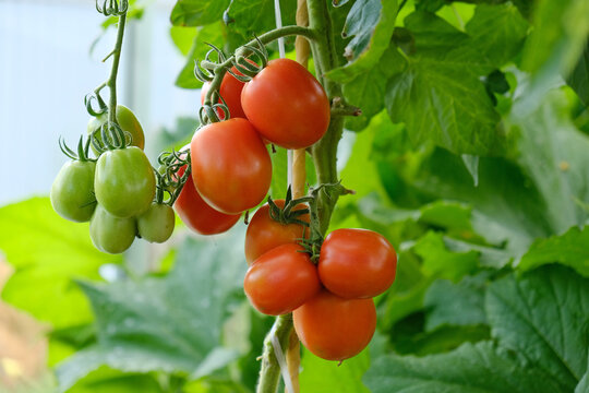 Plum tomatoes - Roma tomatoes hanging on vine in greenhouse. Fruiting of plant, harvesting. Concept of agricultural plants, fresh produce, ripening fruit, and organic agriculture.