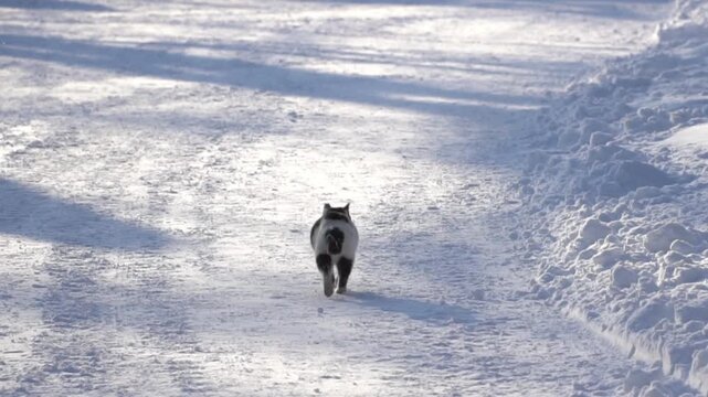 Rear view of a cat walking slowly on a snow-covered road in winter
