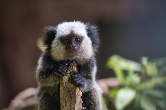 Close-up portrait of a small white-headed marmoset clinging to a wooden branch
