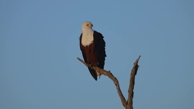 A fisheagle in golden light