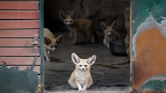 The cutest little fox is the gatekeeping fox