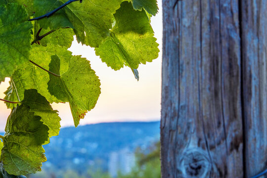 Closeup of fresh green grapevine leaves beside a weathered wooden support post  in W&uuml;rzburg, Franconia, Bavaria, Germany. 
