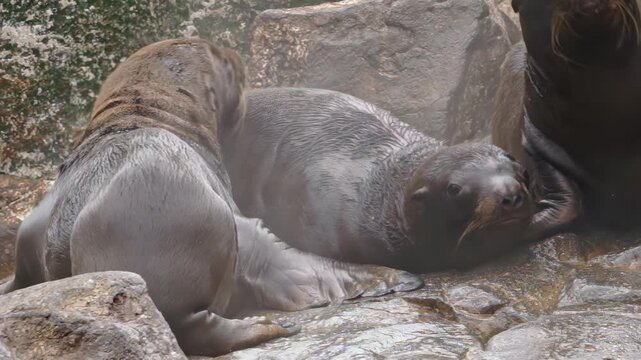 A lively colony of sea lions enjoys playful interactions in the chilly Arctic. Young cubs frolic and explore, while adults rest on the smooth rocks, showcasing the beauty of their natural habitat.