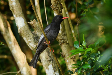 Fototapeta premium Taiwan black bulbul (Hypsipetes leucocephalus nigerrimus) perched on a twig in Taipei, Taiwan