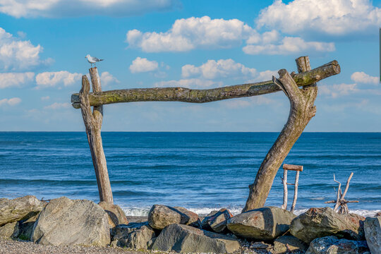 Rotalgenm&ouml;we Chroicocephalus novaehollandiae auf Treibholz-Skulptur am Strand von Hokitika an der Westk&uuml;ste der S&uuml;dinsel von Neuseeland
