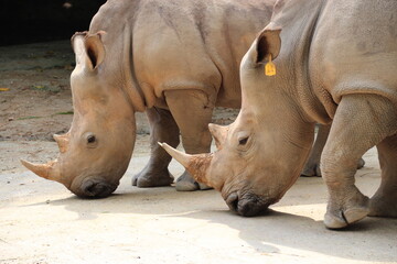 Fototapeta premium white rhinoceros in a zoo in singapore 