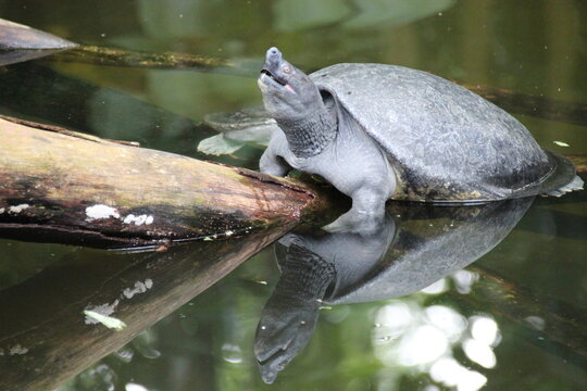 pig-nosed turtle in a zoo in singapore 