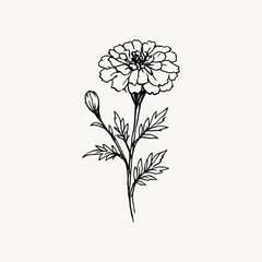 Obraz premium Elegant floral line art illustration.