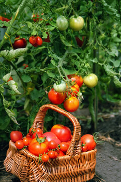wicker basket with fresh picking red ripe tomatoes in greenhouse, natural background. gardening vegetable harvest season. cultivation of useful healthy organic vegetables