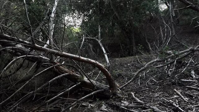 Dark moody forest scene with fallen pine tree and branches, video