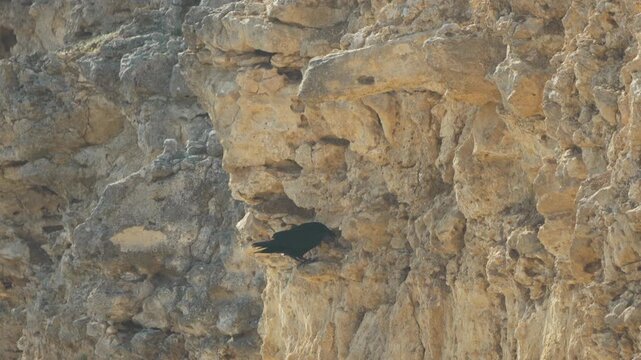 Raven cliff bird, black raven pecking at textured chalk rock cliff face on a sunny day
