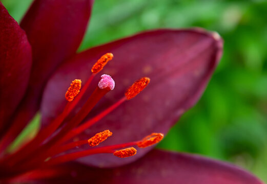 Macro detail of the stamens and pistil of a dark burgundy lily with a pink stigma. 