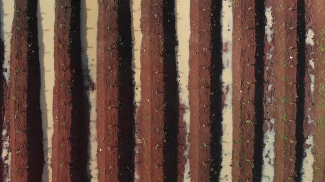 Aerial overhead of irrigated crop rows forming parallel patterns across farmland, drone textured backdrop