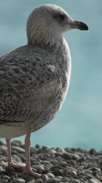 Seagull beach nature juvenile seagull stands peacefully on a pebble beach with a soft blue sea background