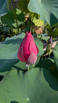 Vibrant pink lotus flower bud growing in a pond garden