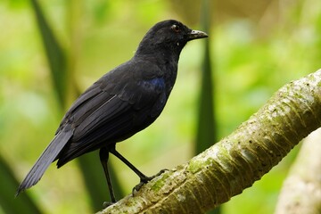 Fototapeta premium Taiwan whistling thrush (Myophonus insularis) perched on a branch in Taipei, Taiwan