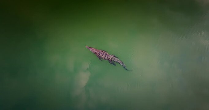 Caiman crocodile swimming in green water in Los Naranjos, Colombia. Aerial top-down view, copy space