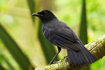 Obraz premium Dorsal view of a Taiwan whistling thrush (Myophonus insularis) perched on a branch in Taipei, Taiwan
