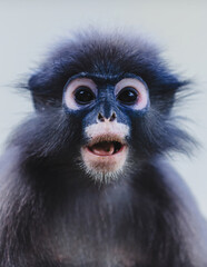 Dusky leaf monkey primate looking directly © Pawich Sattalerd