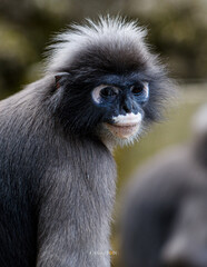 Dusky leaf monkey looking with striking white eyes © Pawich Sattalerd