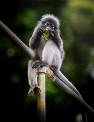 Dusky leaf monkey sitting eating green leaf © Pawich Sattalerd