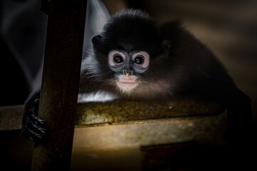 Dusky leaf monkey observing camera with curious expression © Pawich Sattalerd