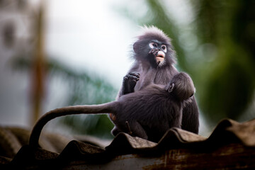 Dusky leaf monkeys sitting on corrugated roof © Pawich Sattalerd