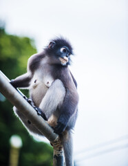 Dusky leaf monkey sitting on a metal bar © Pawich Sattalerd