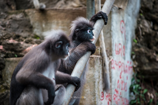 Dusky leaf monkey group resting on a branch