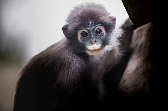 Dusky leaf monkey baby looking curious