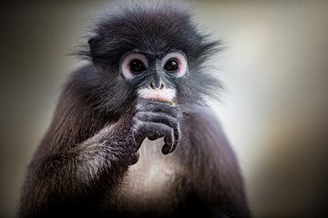Fototapeta premium Dusky leaf monkey eating food close up portrait