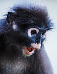 Dusky leaf monkey opening mouth wide © Pawich Sattalerd
