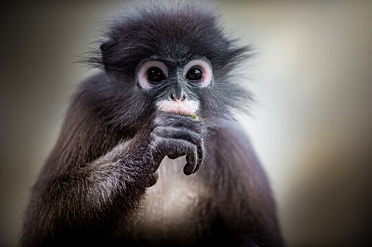 Dusky leaf monkey eating food close up portrait