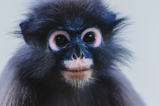 Dusky leaf monkey face portrait looking at viewer