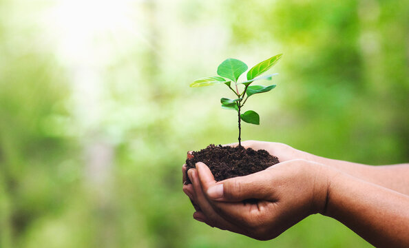 Hands cradle young green sprout in soil